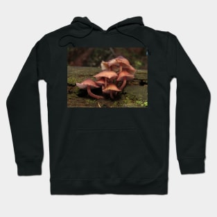 Mushrooms on log Hoodie